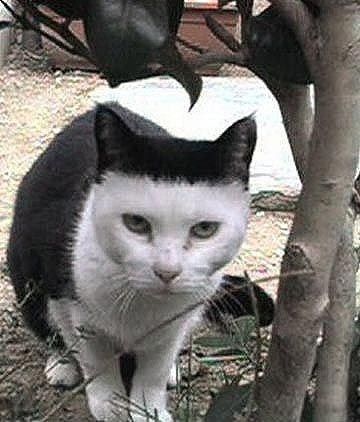 変わった模様の猫の画像ください ほのぼの絵にっき 変わった模様の猫の画像ください ほのぼの絵にっき
