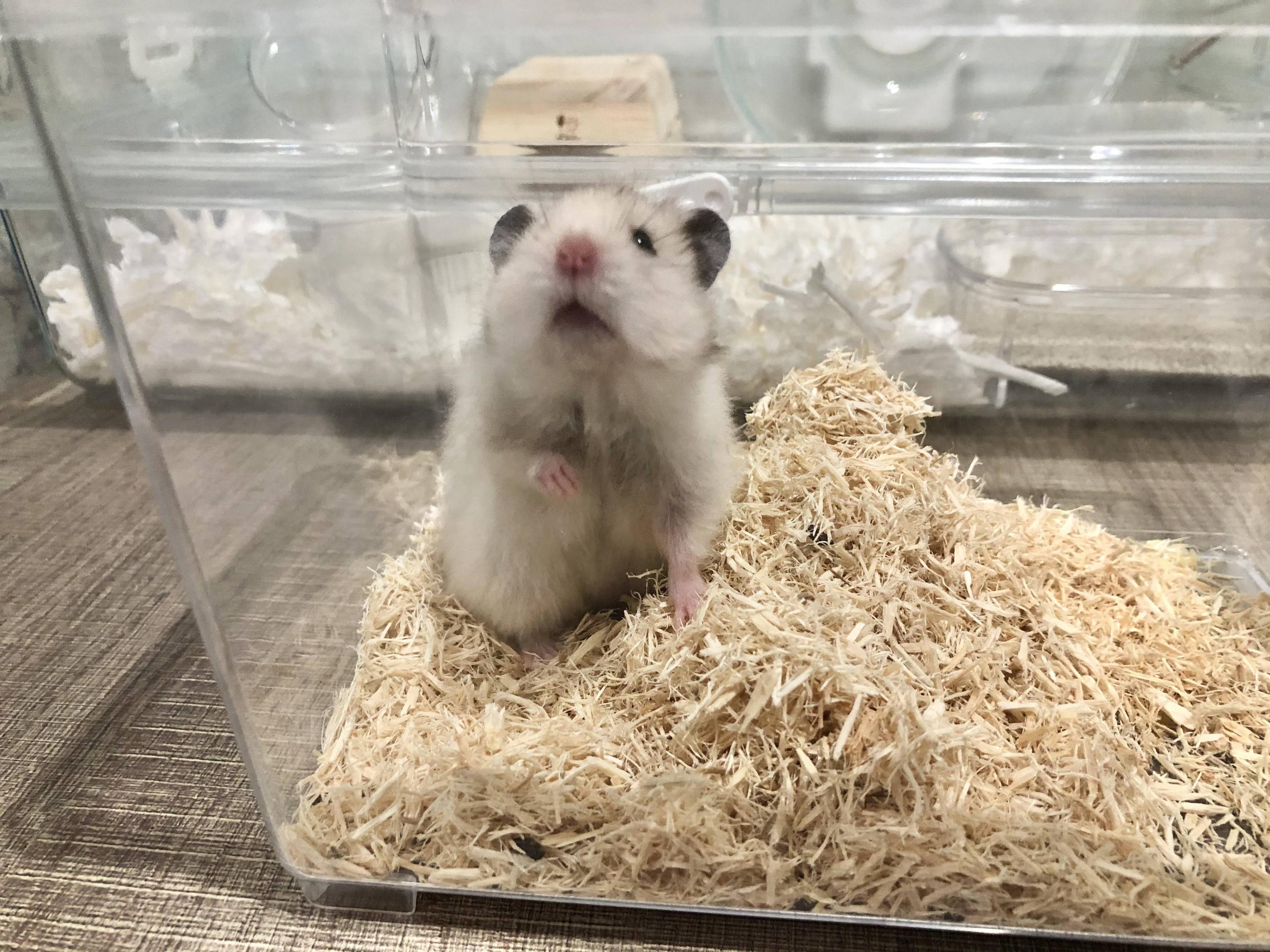 画像 ワイのハムスターの名前を決めたい ほのぼの絵にっき