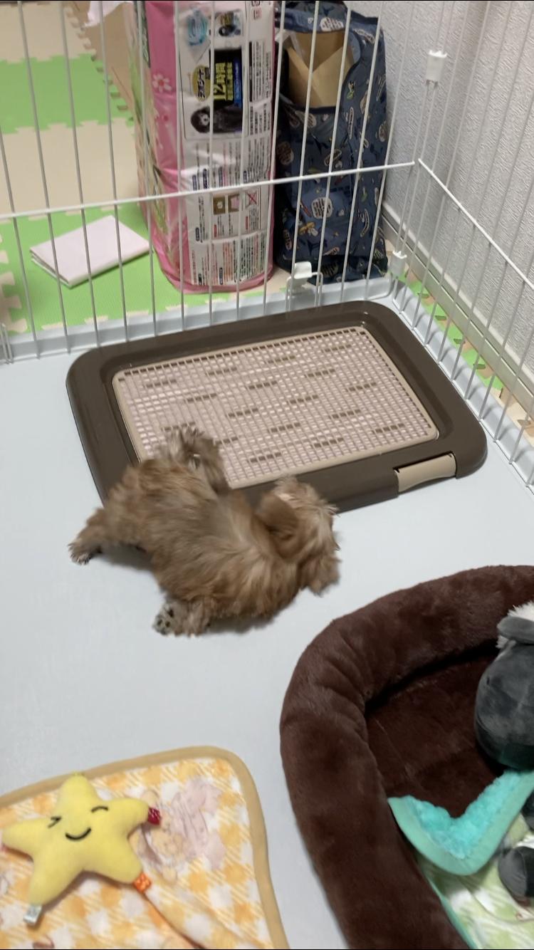 もふもふ 子イッヌお迎えしたンゴ ほのぼの絵にっき