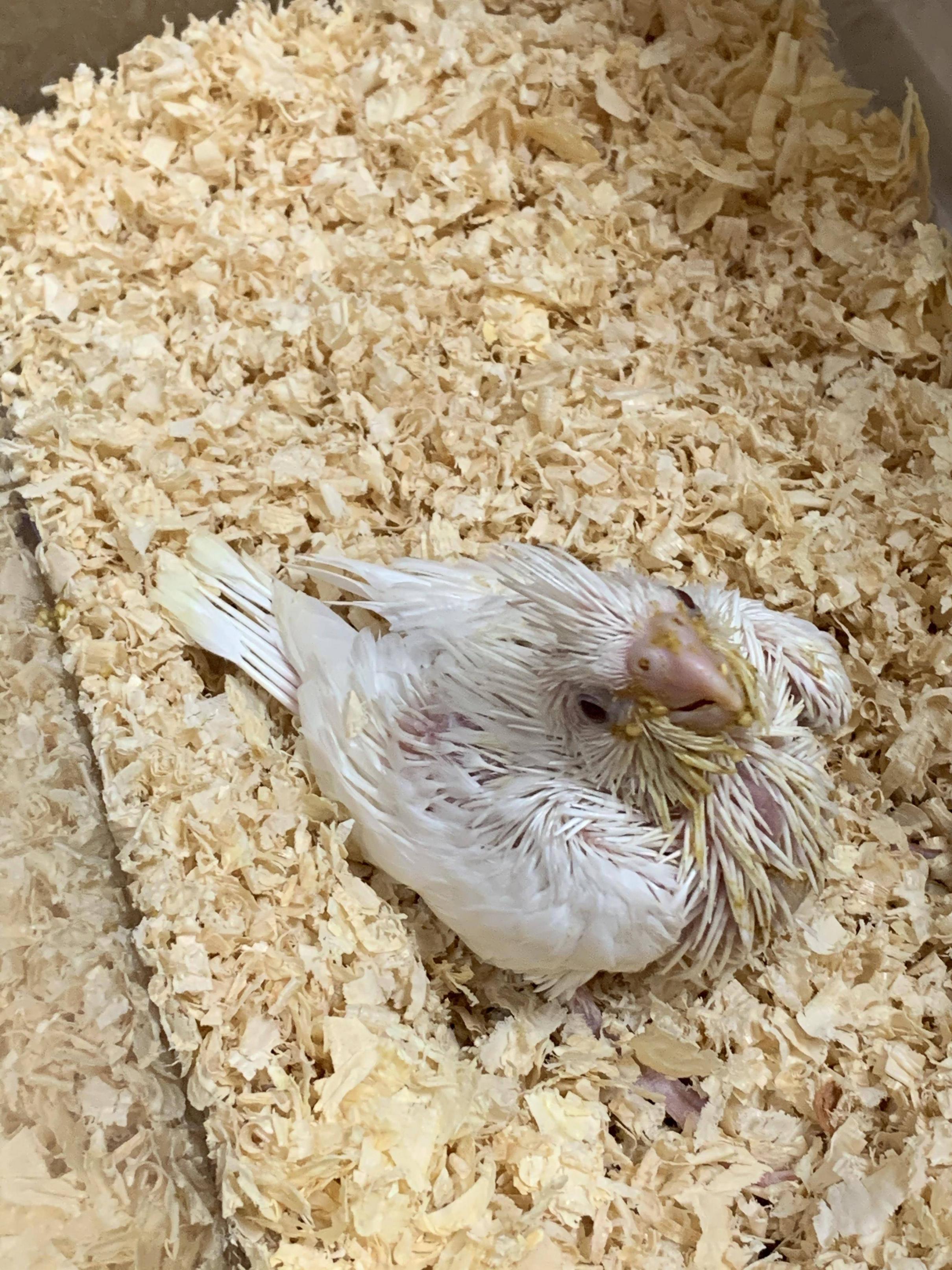 画像 ワイの家にオカメインコの雛が到来 ほのぼの絵にっき 画像 ワイの家にオカメインコの雛が到来 ほのぼの絵にっき