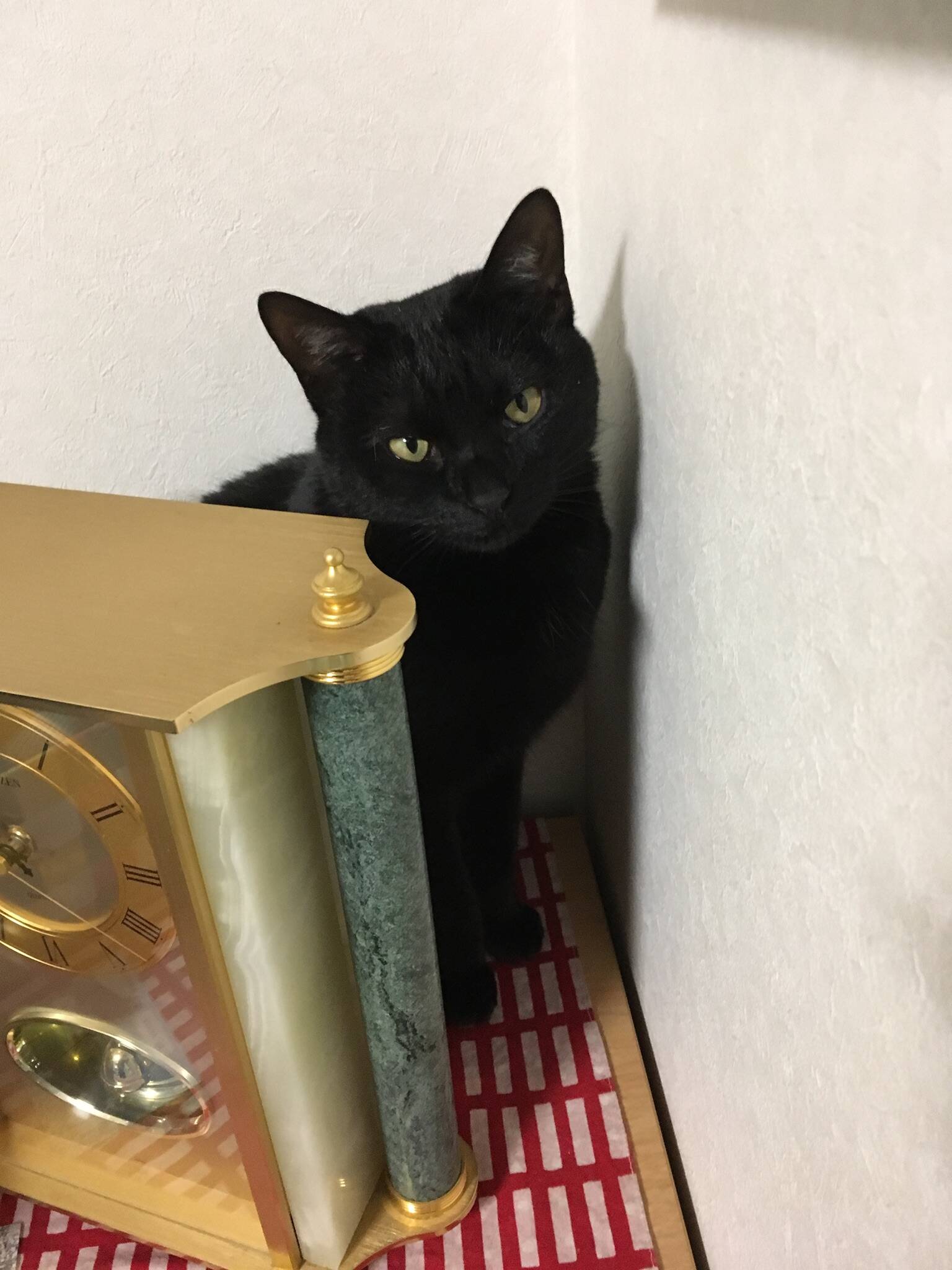 猫抱っこしたいけど 抱っこの仕方わからない ほのぼの絵にっき 猫抱っこしたいけど 抱っこの仕方わからない ほのぼの絵にっき