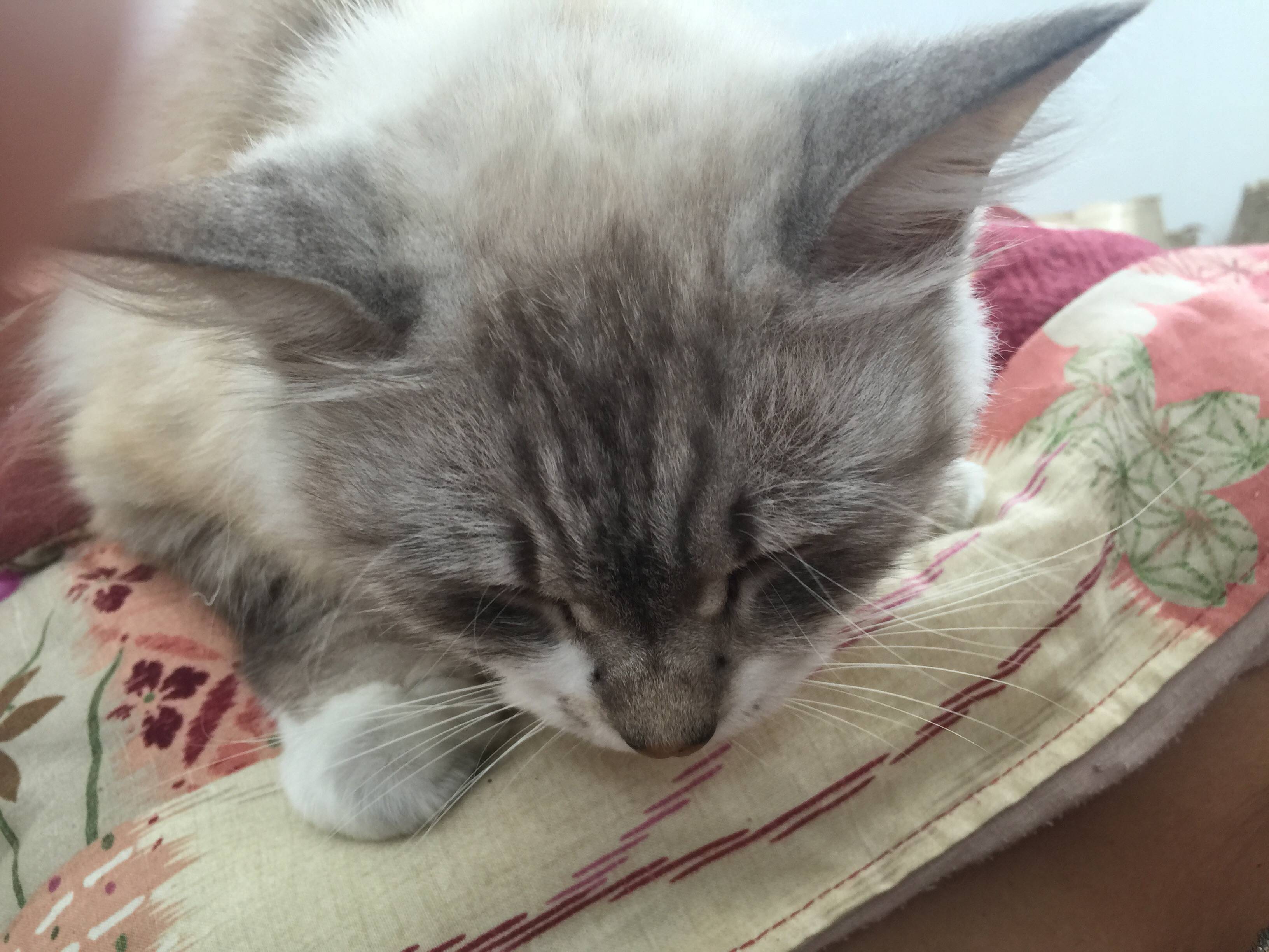 猫 が お腹 の 上 で 寝る