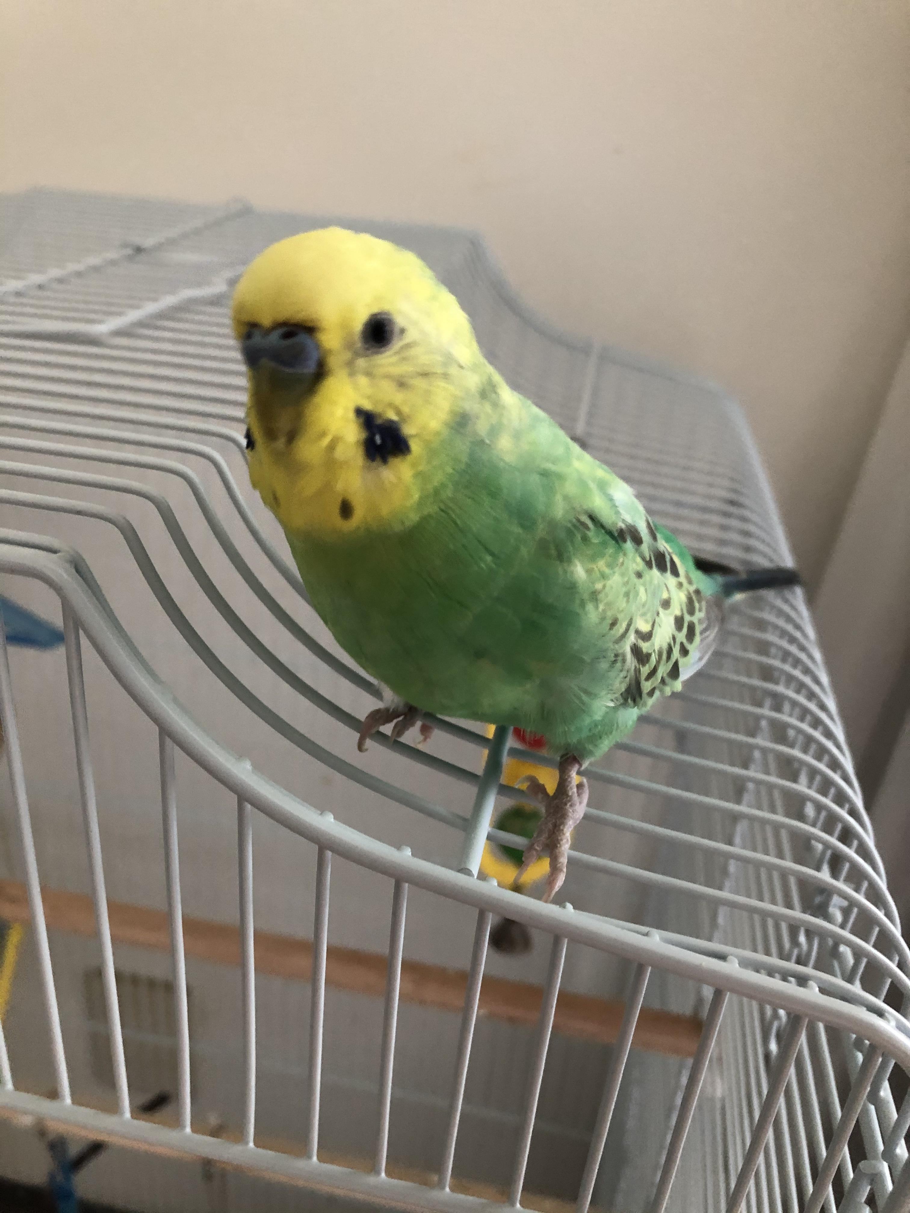 70以上 かわいい 世界 一 可愛い セキセイ インコ シェフ ミッキー キャラクター