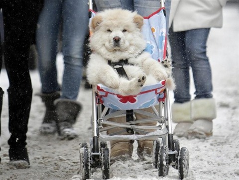 dog-riding-in-stroller