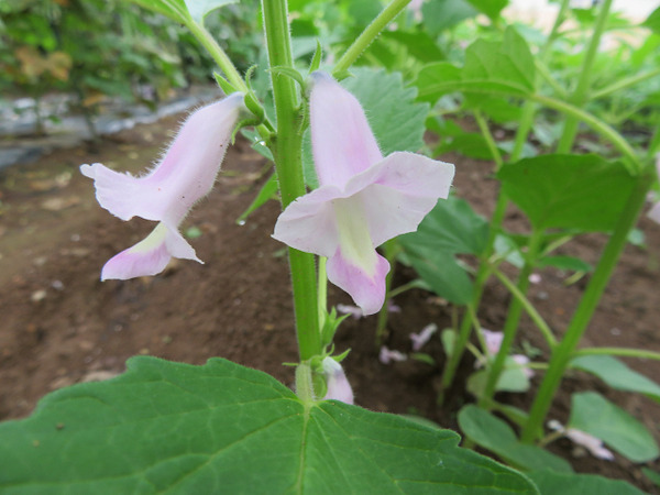 ゴマの花 : まねきニャンコのブログ