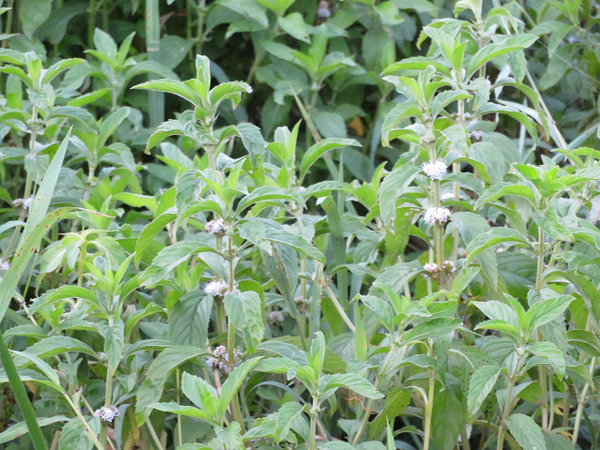 ６７ぬまはっか