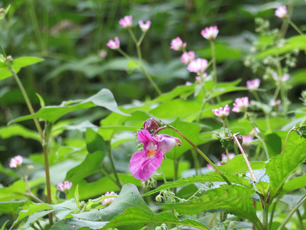 ４０ままこのしりぬぐい