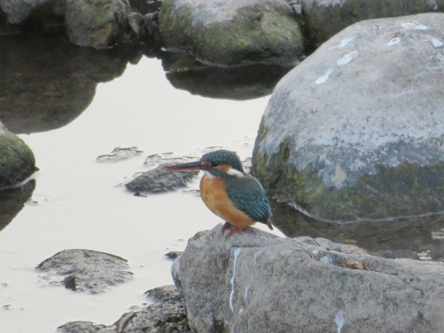 カワセミ ゲット まねきニャンコのブログ
