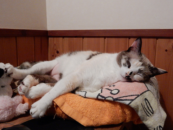 モカ、ねんね９