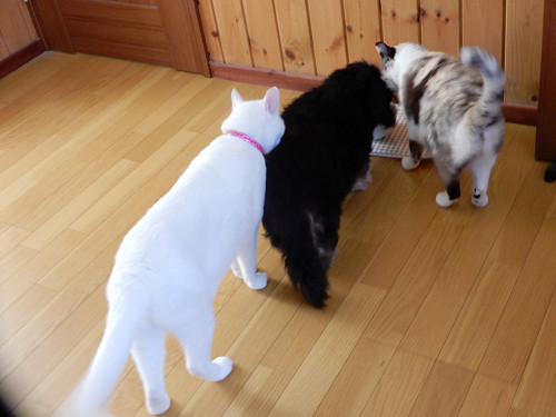 ３さんぽがえり