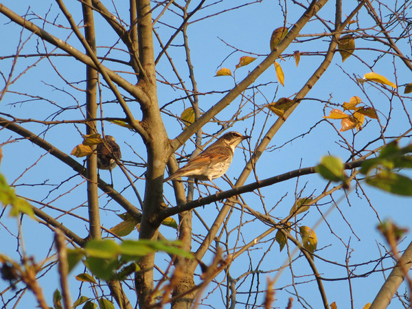 ６３、ツグミ、にわ