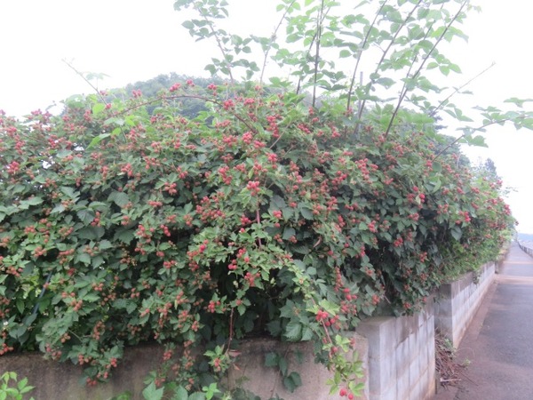 ８５ぶらっくべりー