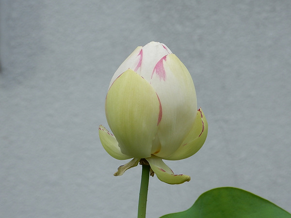 １８の２