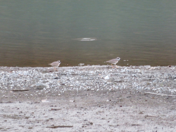 77呼ぶように啼いていた