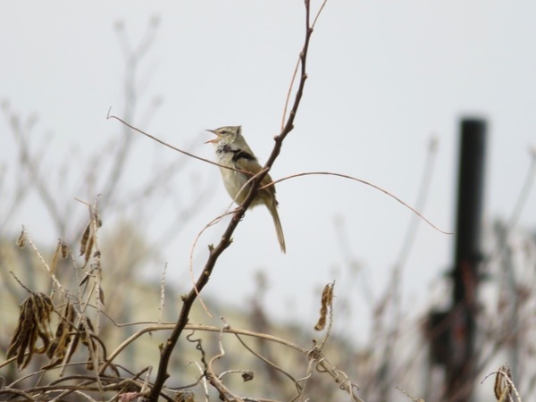 うぐいす８００