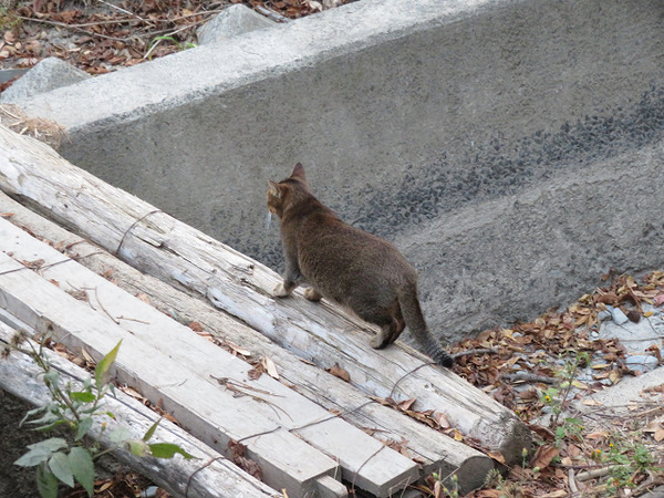 ２８ねこ