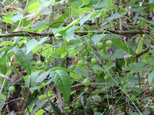 ３５すずめうり