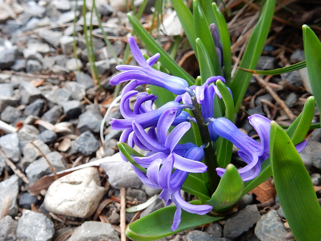 地植えのヒヤシンス 赤花マンサク まねきニャンコのブログ