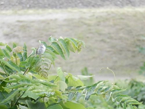 ５１ぐいす