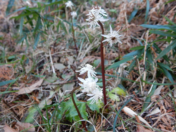雄花と両性花、２－１２