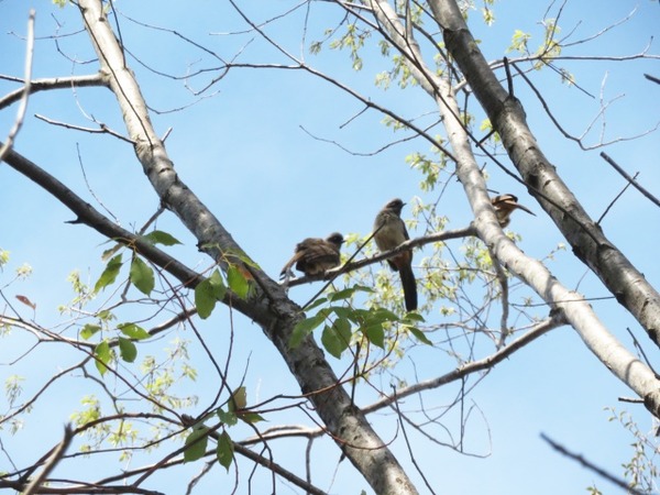 2高い木にいた顔黒