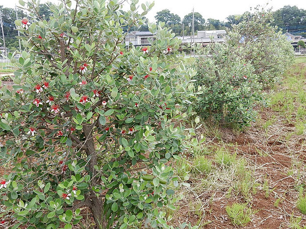 35フェイジョア