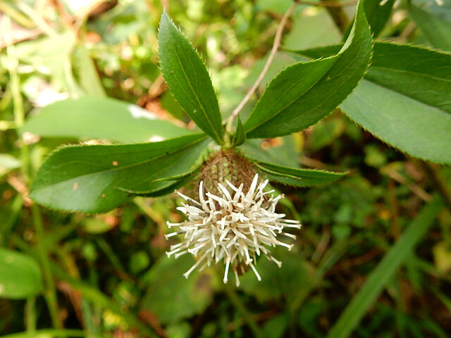 オケラの花 まねきニャンコのブログ