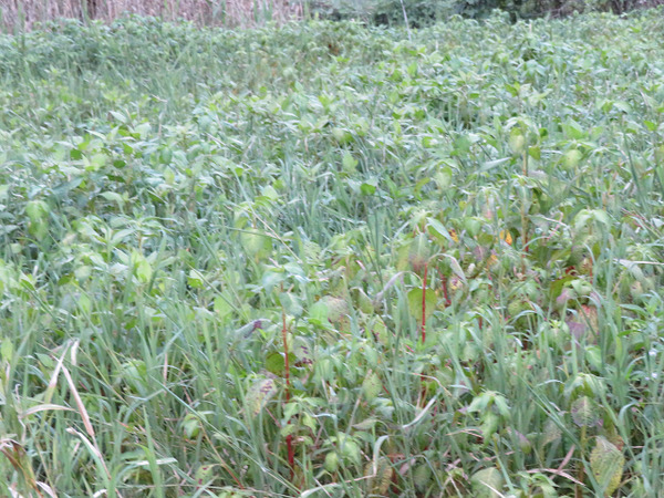 ６６つりふねそう