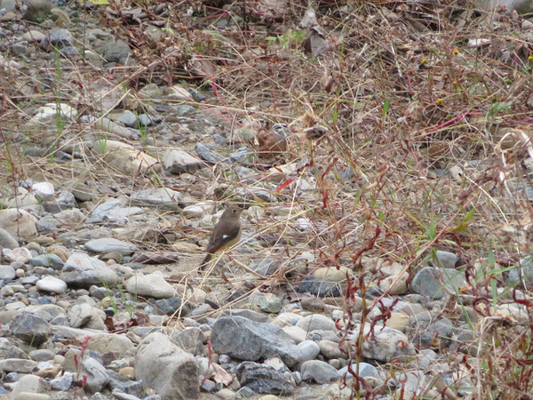 46向こう岸、じょびこ