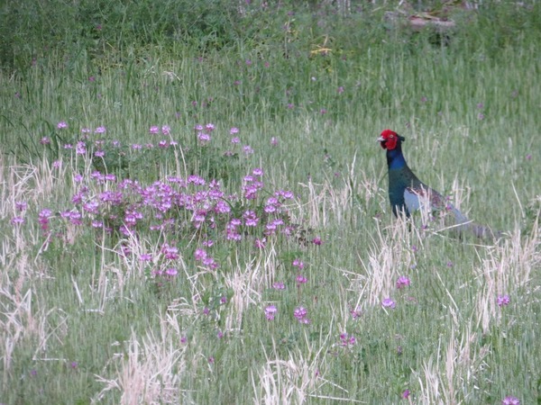 、８００レンゲとキジ
