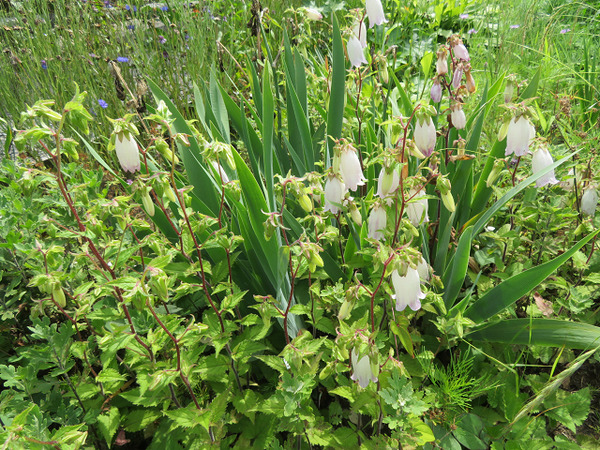 ３２やまほたるぶくろ