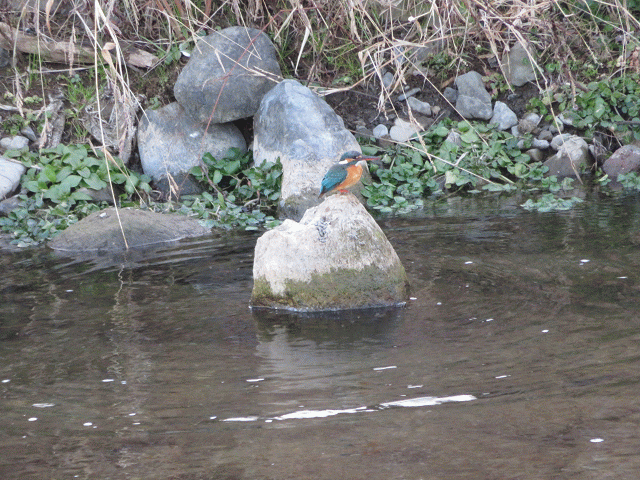 カワセミ ゲット まねきニャンコのブログ
