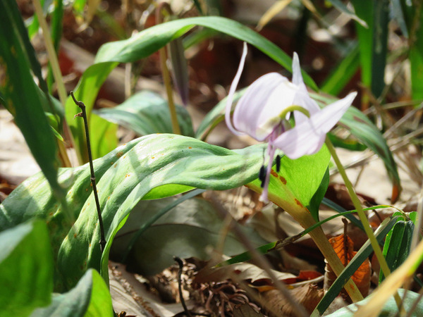 ５６しろっぽい