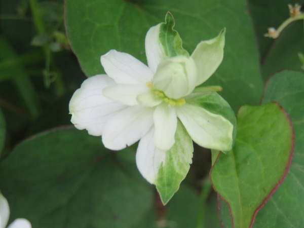 5midori