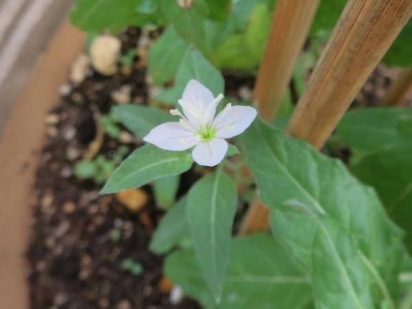 3赤花夕化粧の白花