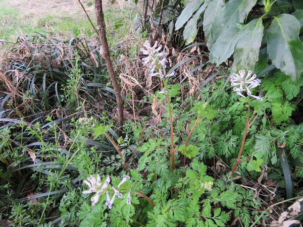 ５７しろやぶけまん