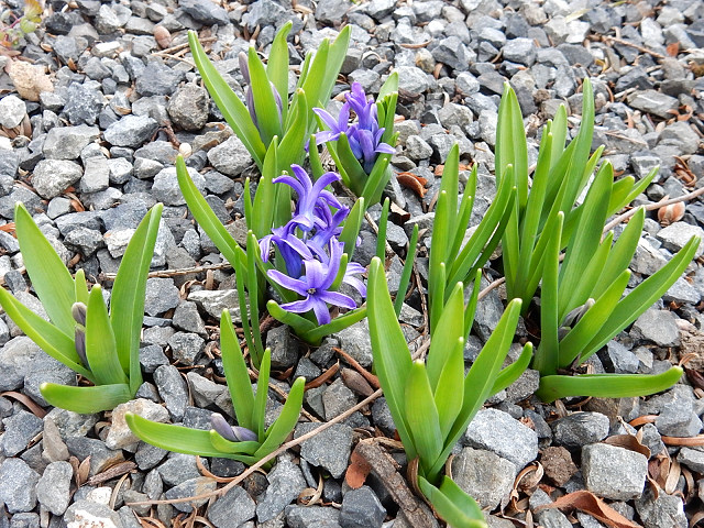 地植えのヒヤシンス 赤花マンサク まねきニャンコのブログ