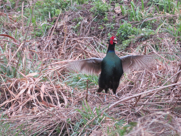 キジの母衣打ち、2020-3-29