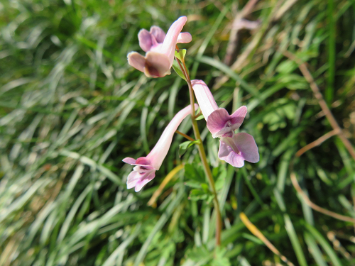 ２やまえんごさく