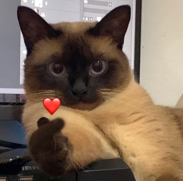 (=^・^=)、ハート