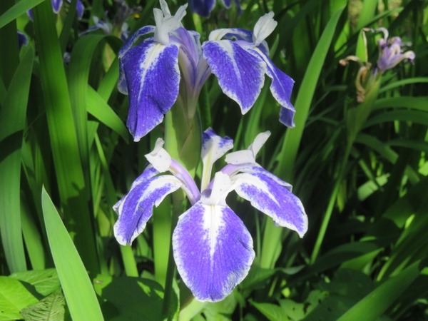 １５