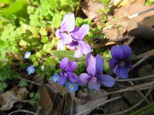 １２のじすみれ