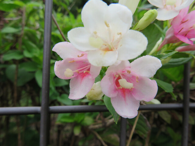 箱根ウツギ まねきニャンコのブログ