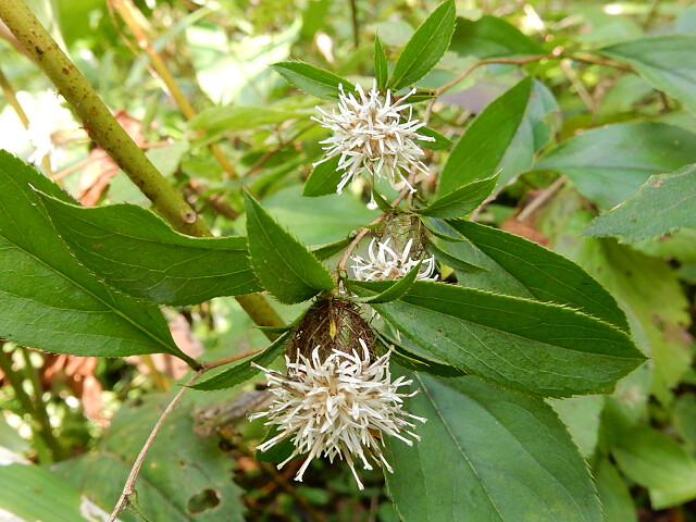 オケラの花 まねきニャンコのブログ