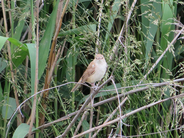 オオヨシキリ♀正面
