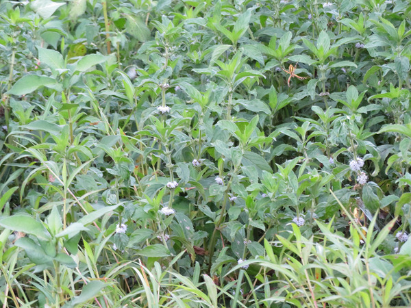 ６５ぬまはっか