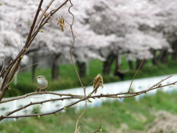 、はじめウグイスと桜