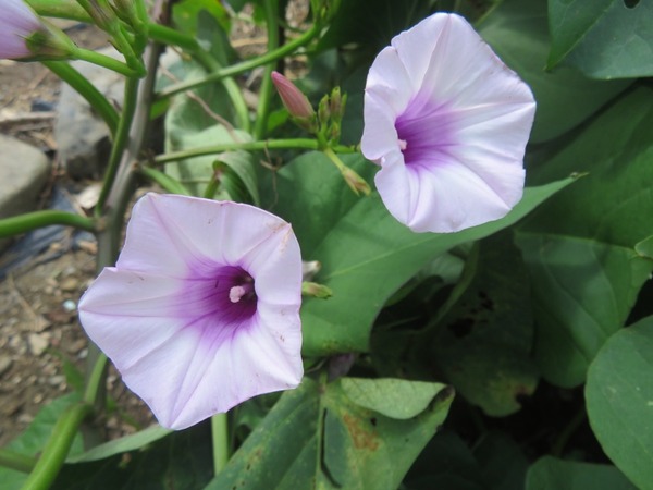 2025-9-21さつまいもの花、８００