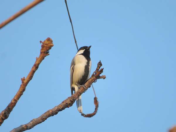 65シジュウカラ
