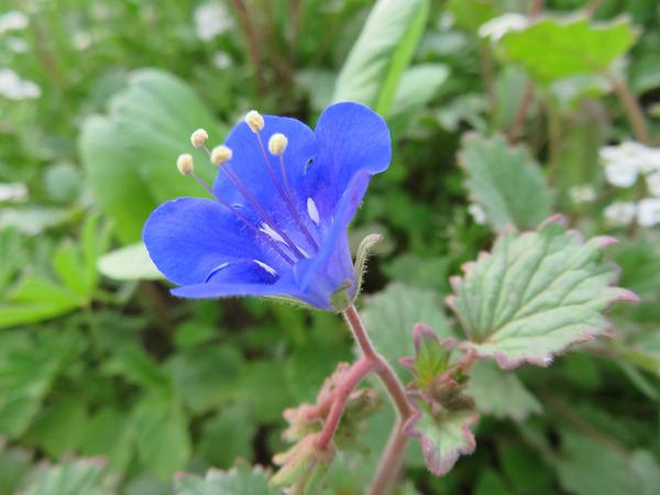 青い花 カリフォルニア ブルーベル まねきニャンコのブログ